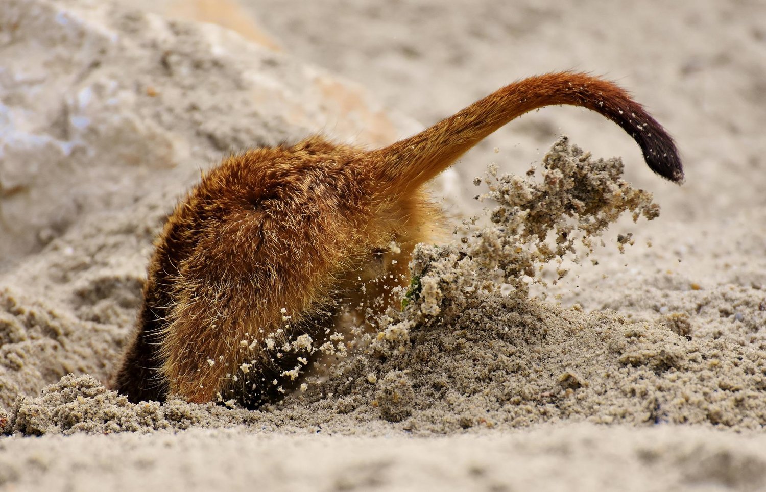 Digging Be Safe Dial 811 The Apopka Voice